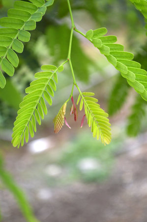tamarind leaf 