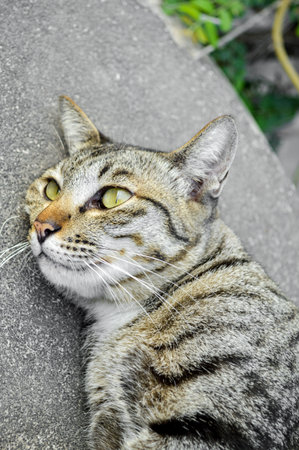 cat