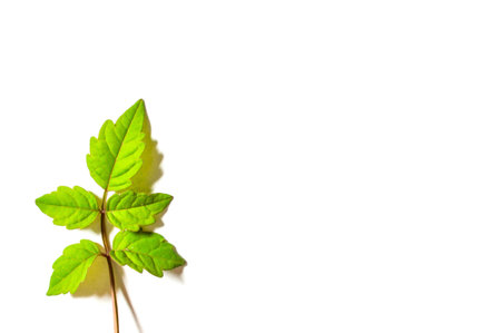 beautiful green leaf on white background の写真素材