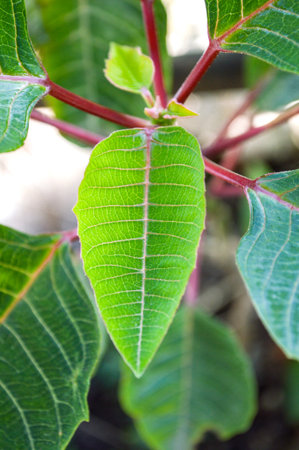 leaves treeの写真素材