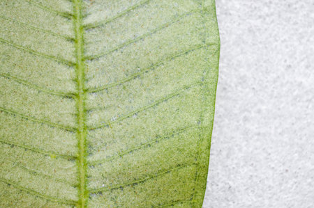 frangipani leaf backgroundの写真素材