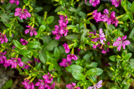 Very small Cuphea hyssopifolia HBK in Thailand の写真素材
