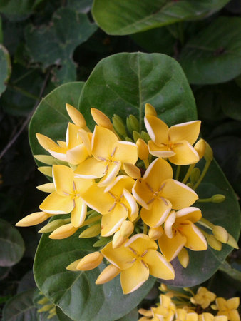 Yellow ixora flowerの素材