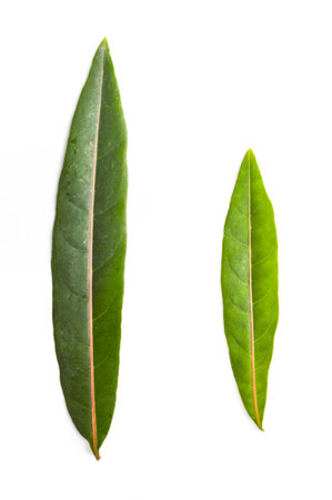Hygrophila hochr leaf