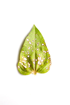 diseases zinnia leaf on white backgroundの写真素材