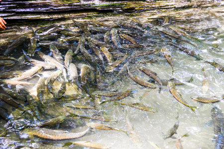fish in Erawan waterfall at Kanchanaburi 
