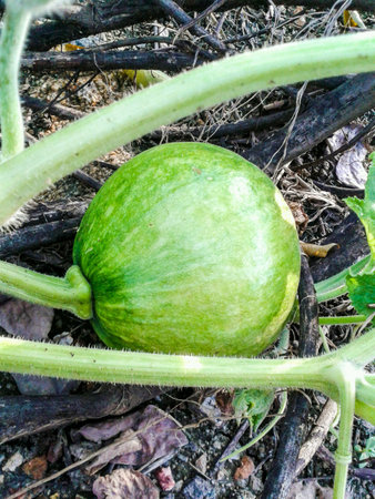 Young green pumpkinの素材