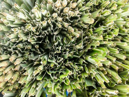 Lemon grass leavesの素材