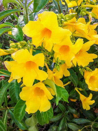 Yellow allamanda flower in garden