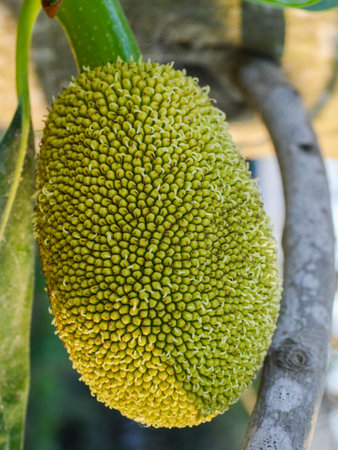 Jackfruitの素材