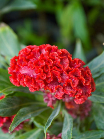 Red Celosia Argentea Linnの素材