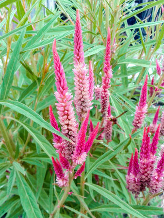 Cockstomb flower or Celosia argentea