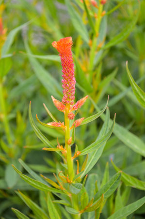 Cockstomb flower or Celosia argenteaの写真素材
