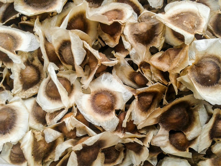 Moringa seed or Horseradish seedの素材