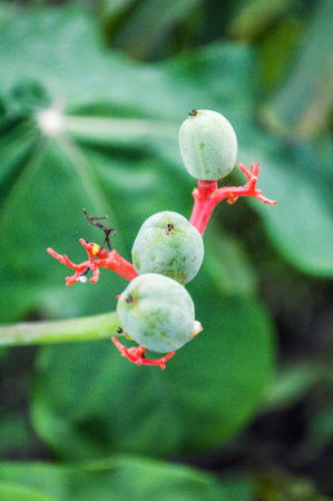 Jatropha Podagricaの写真素材
