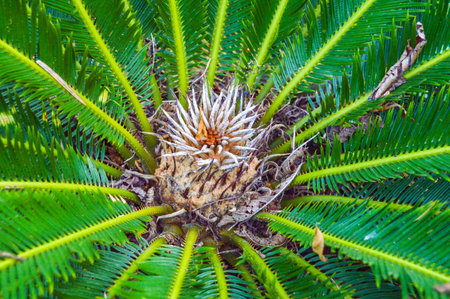 Palm tree, taken from a high angleの写真素材