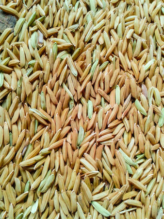 Puddy rice backgroundの素材