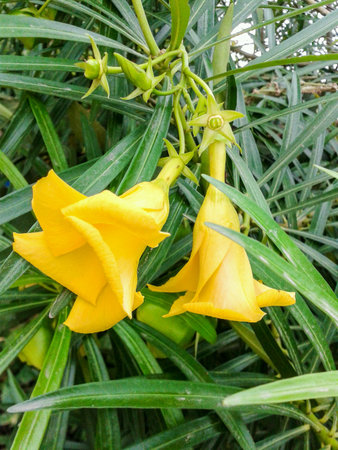Lucky nut or yellow oleander treeの素材