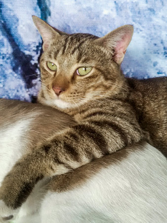 Thai cat