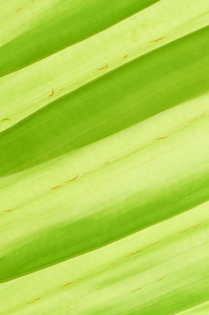 Young palm leaves for texture