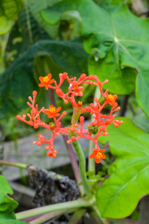 Jatropha Podagricaの写真素材