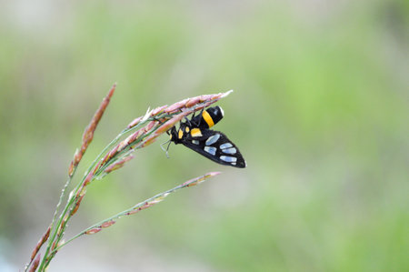 insect on Swollen finger grassの写真素材