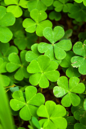 green clover tree in garden