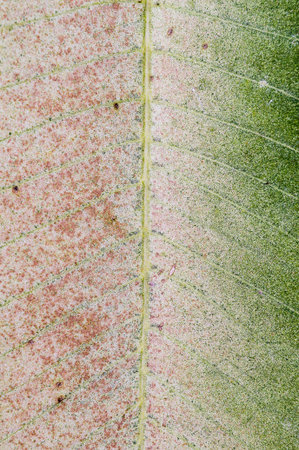 Frangipani leaves or Plumeria leavesの写真素材