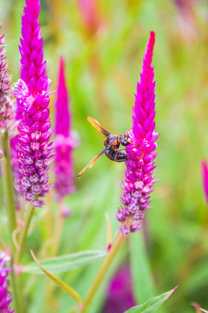 insect on Cockscomb flowersの写真素材