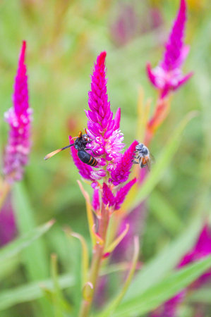 insect on Cockscomb flowersの写真素材