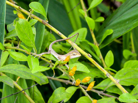 Lizard on green leaves