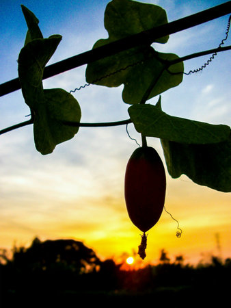 Ivy gound on electric lineの素材