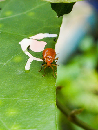 Ledybug on green leaves