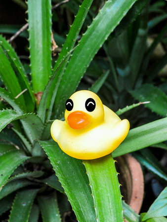 Yellow duck toy on green pineapple leaves.の素材