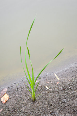 grass on the riverside
