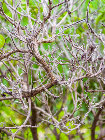 Dry basil tree in garden