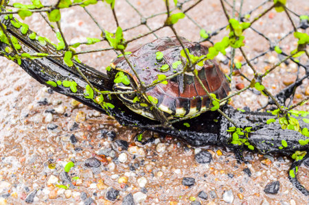 Turtle in net trap