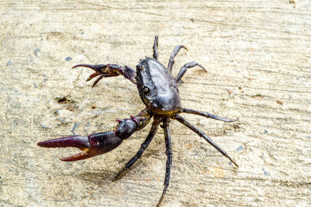 black crab