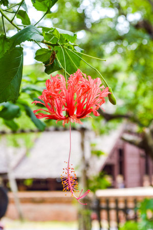 Hibiscus flower in gardenの写真素材