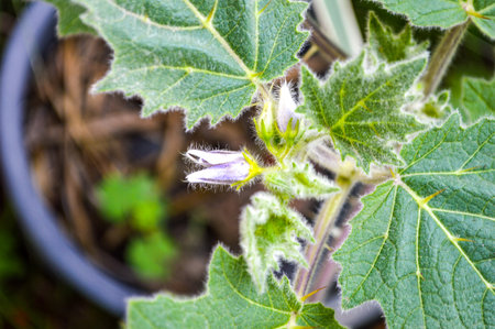 eggplant flowersの写真素材