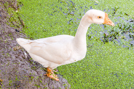 white goose in the farmの写真素材