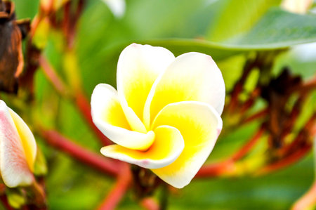 plumeria flower in gardenの写真素材