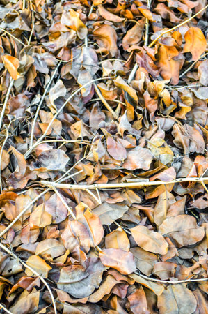 Dry leaves on the groundの写真素材