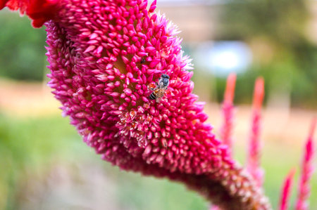 insect on Cockscomb flowersの写真素材