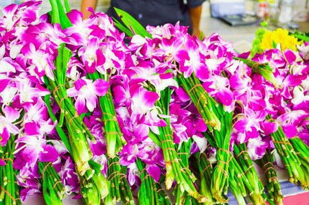 Orchid flowersの素材