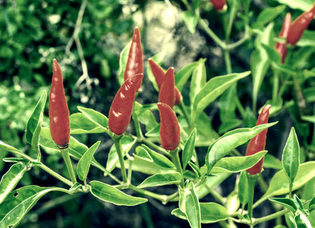 Red pepper tree in gardenの素材