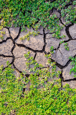 Euphorbia thymifolia treeの写真素材