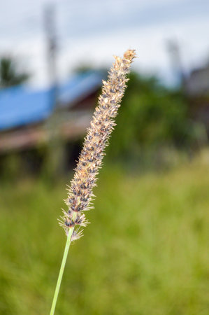 Chrysopogon orientalis grass in gardenの写真素材