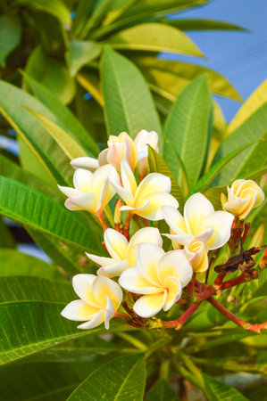 plumeria flower in gardeの写真素材