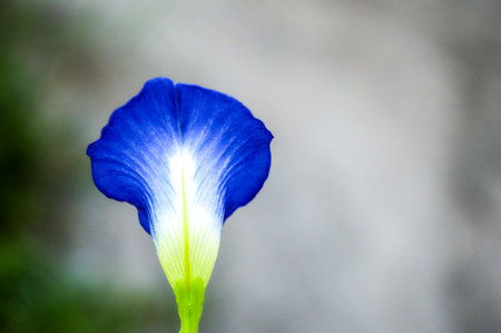 Butterfly pea flower in gardenの写真素材
